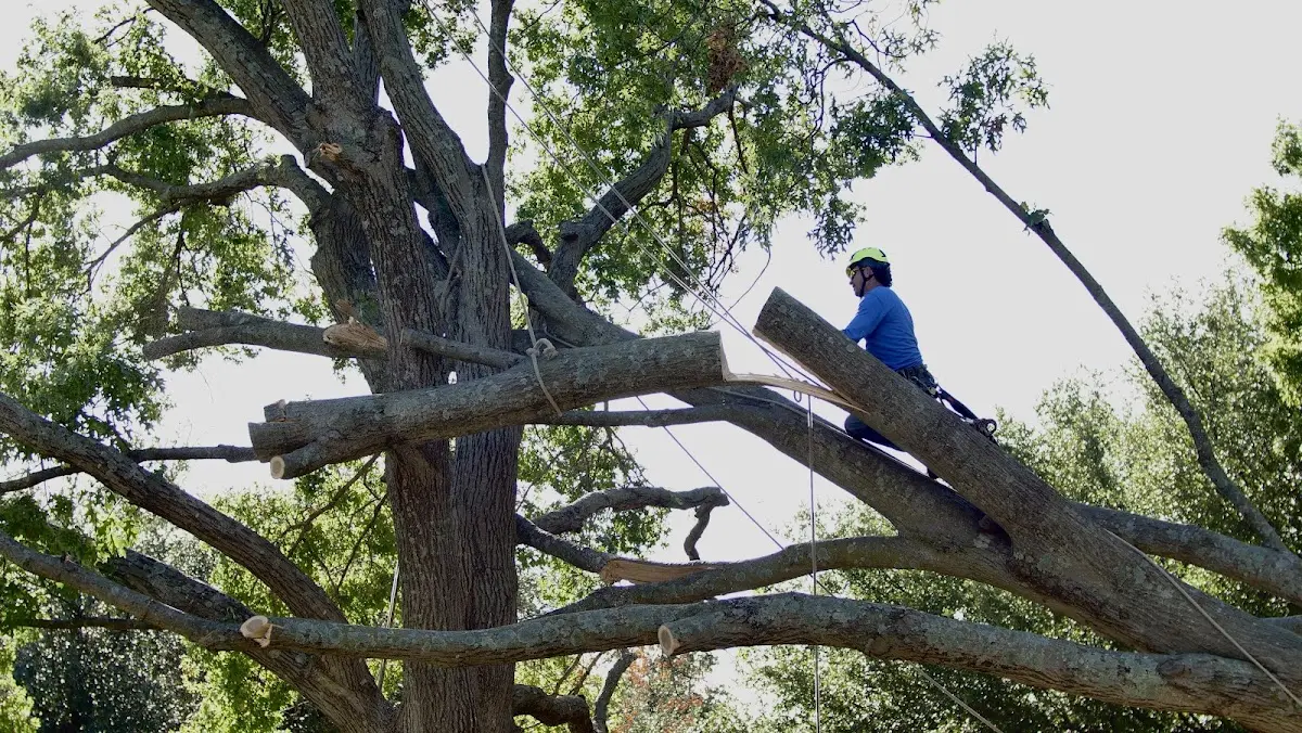Professional Hazardous Tree Removal performed by certified arborists in Peerless