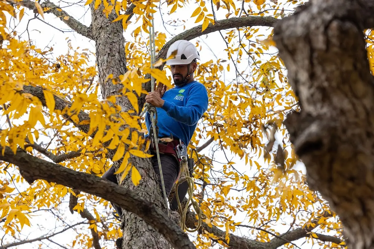 Skilled Tree Disease Treatment crew working in Peerless